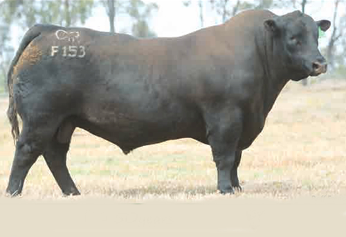 Raff Angus sire